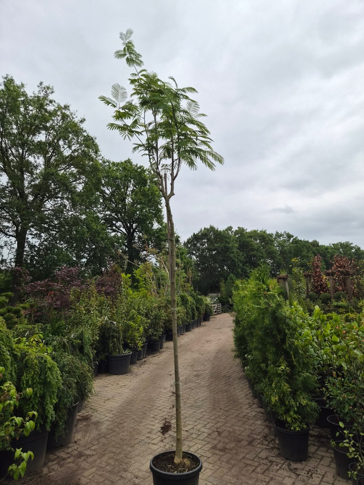 Perzische slaapboom (Albizia julibrissin), Tuin en Terras, Overige soorten, 250 tot 400 cm, Zomer, Ophalen