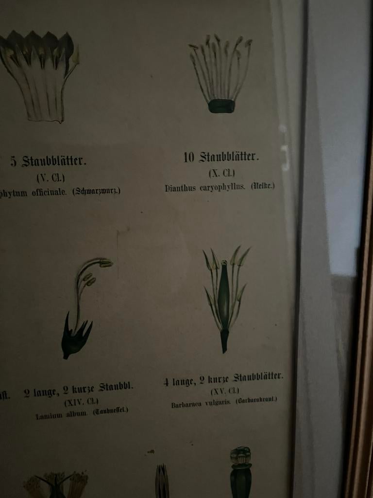 Kleuren litho‘s Schoolplaten, Antiek en Kunst, Ophalen of Verzenden, Natuur en Biologie