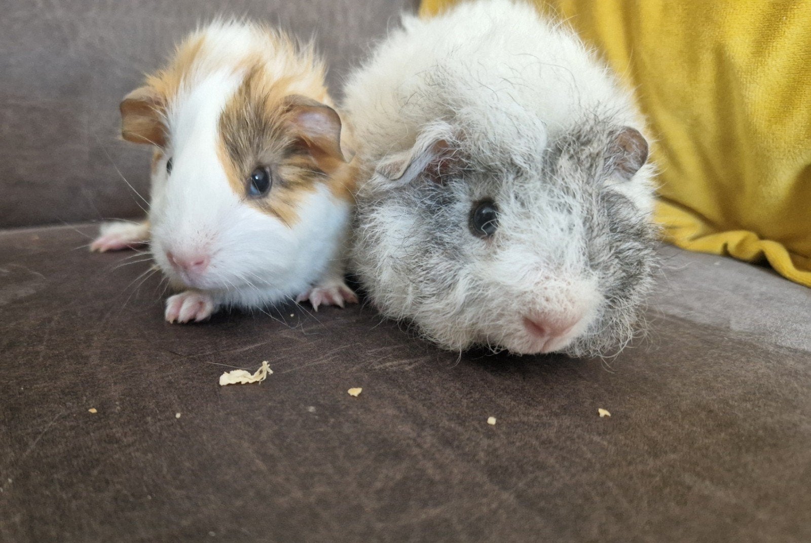 2 lieve jonge cavia beertjes, Cavia, Mannelijk, Juli, Tam
