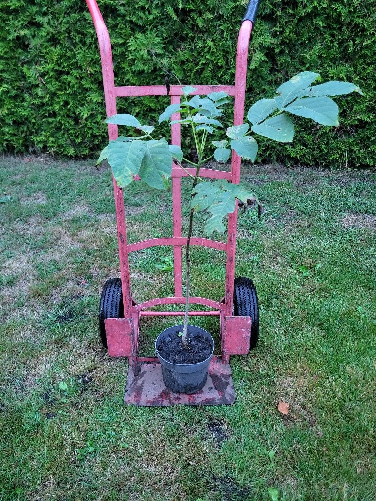 Walnotenboom, Tuin en Terras, Planten | Fruitbomen, Ophalen, Minder dan 100 cm, Lente, Volle zon