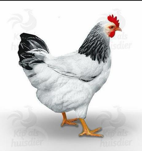 Jonge leghennen, leg kippen in verschillende kleuren, Dieren en Toebehoren, Pluimvee, Vrouwelijk, Kip