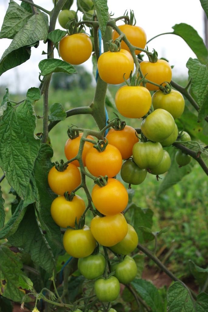 Tomatenplanten Clou, Ophalen, Minder dan 100 cm, Volle zon