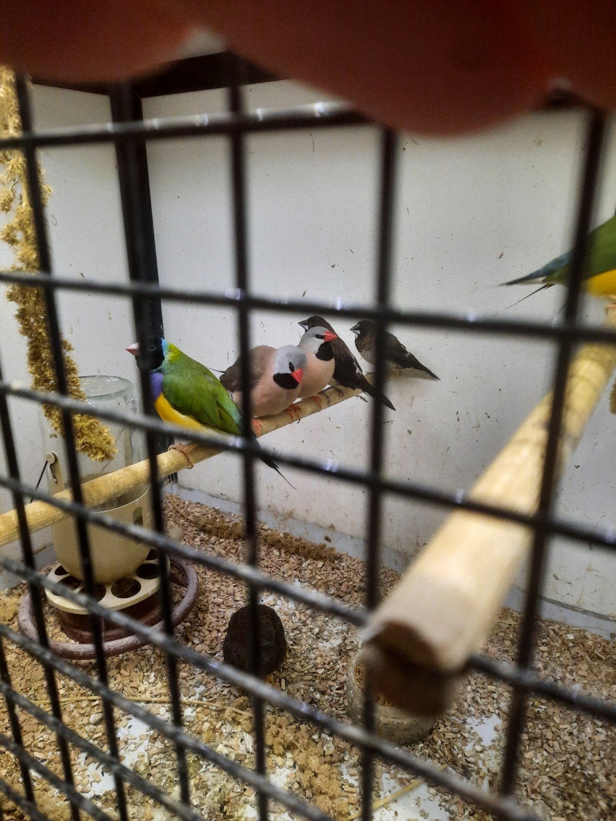 spitsstaartjes amadine, Mannelijk, Tropenvogel, Geringd