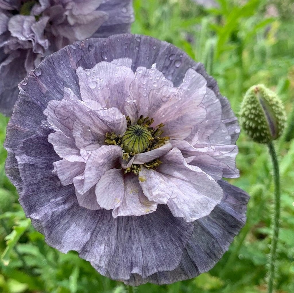 Zaden Papaver Amazing Grey, Verzenden, Volle zon