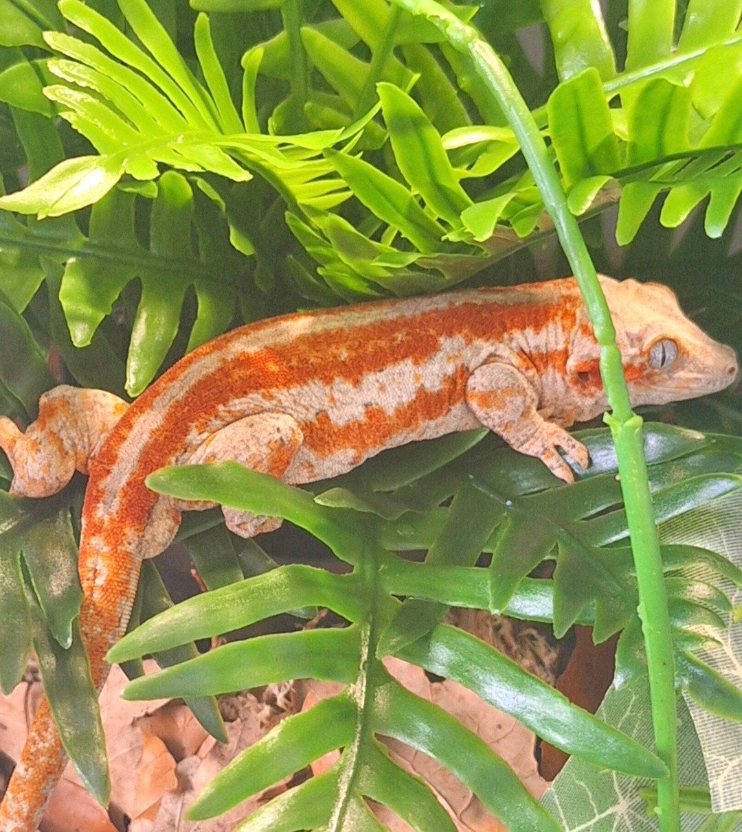 Nakweek redstripe gargoyle gekko, Dieren en Toebehoren, Reptielen en Amfibieën, Hagedis, 0 tot 2 jaar, Met terrarium, Tam