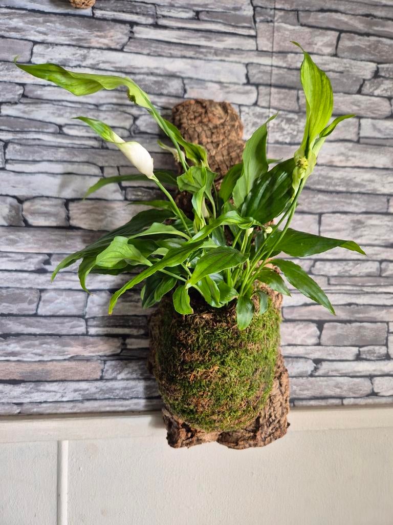 Spathiphyllum (lepelplant) op kurk, Overige soorten, Minder dan 100 cm, Bloeiende kamerplant, Halfschaduw
