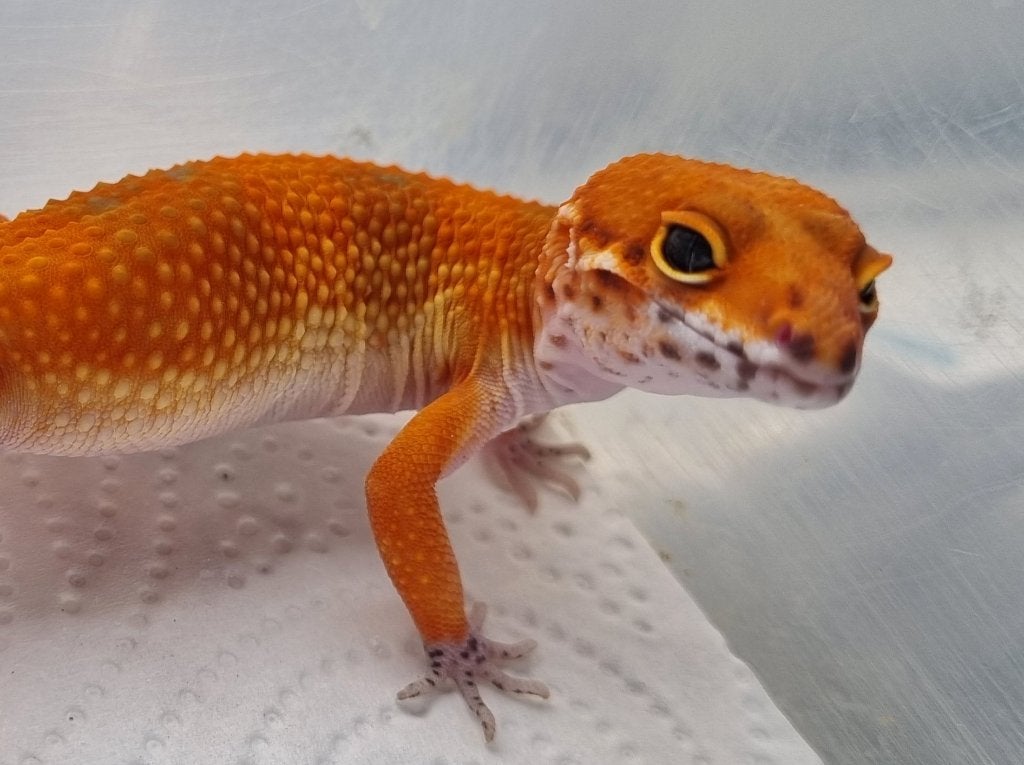 0.1 purplehead mandarin het tremper albino luipaardgekko Leopard Gecko photo 2