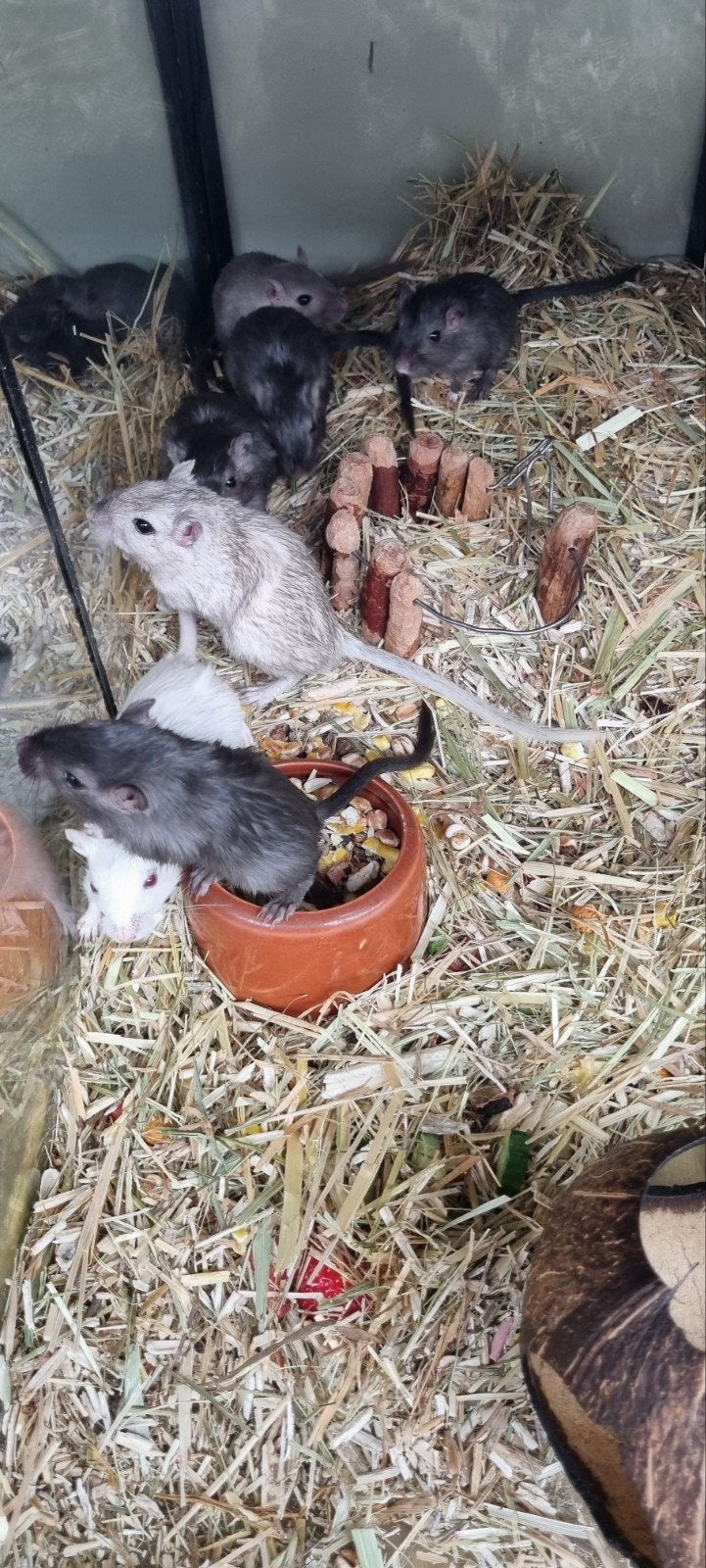 Gerbil woestijnratjes, Februari, Meerdere dieren, Overige typen, Tam