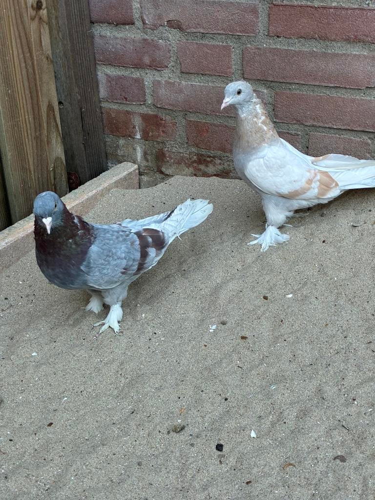 Takla, Dieren en Toebehoren, Mannelijk