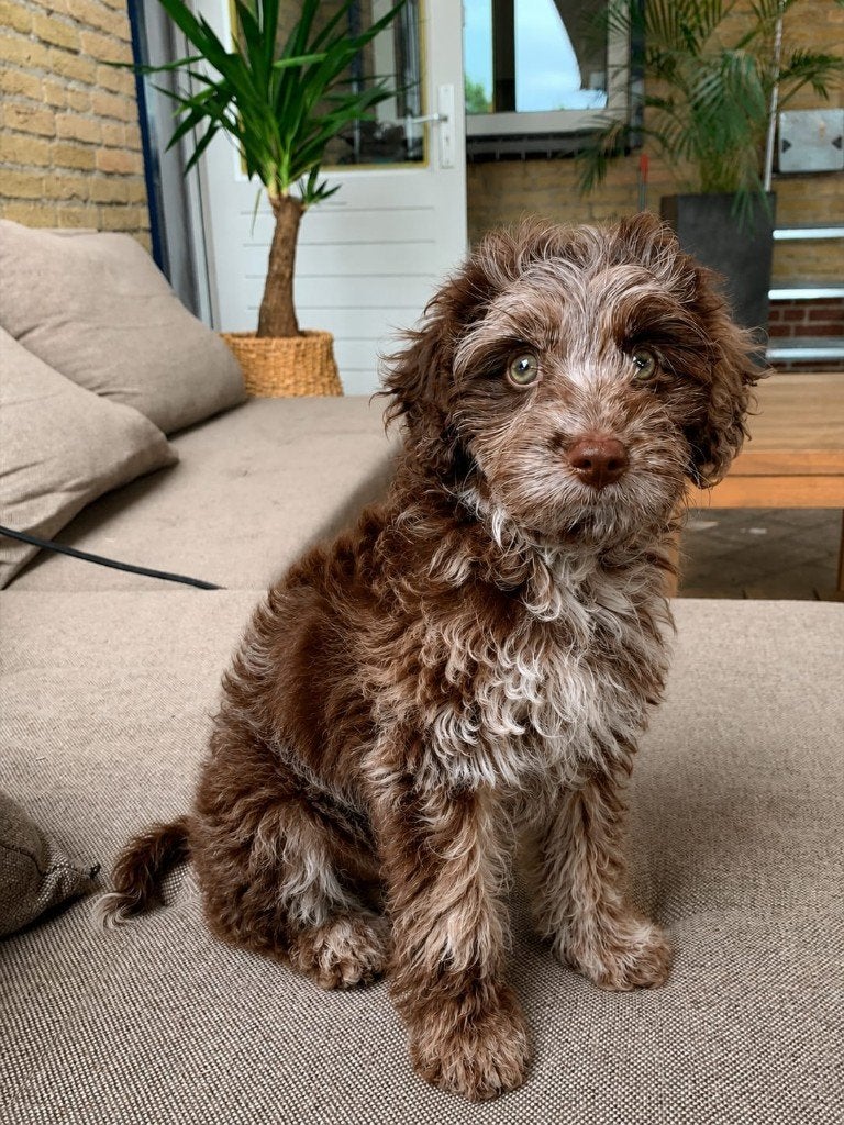 Merle Labradoodle teef – 11 weken oud – Direct beschikbaar, Dieren en Toebehoren, Parvo, Overige rassen, 8 tot 15 weken, Teef
