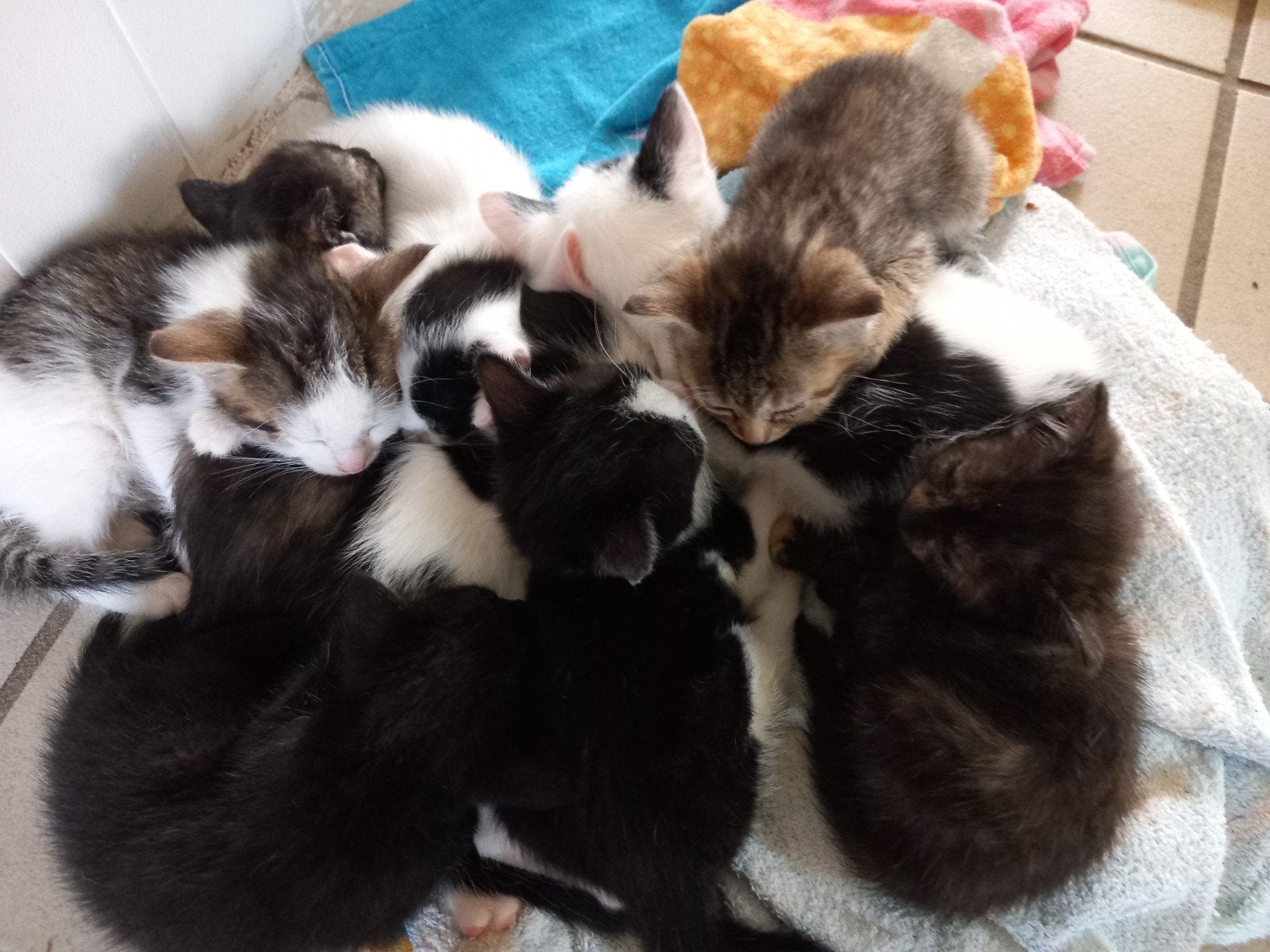 Gezellige speelse kittens, Dieren en Toebehoren, Meerdere dieren