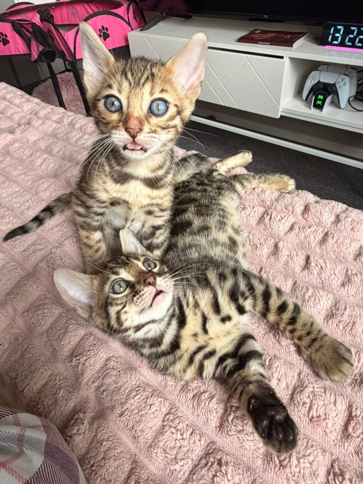 Twee schattige Bengaalse kittens zoeken een liefdevol thuis, Meerdere dieren