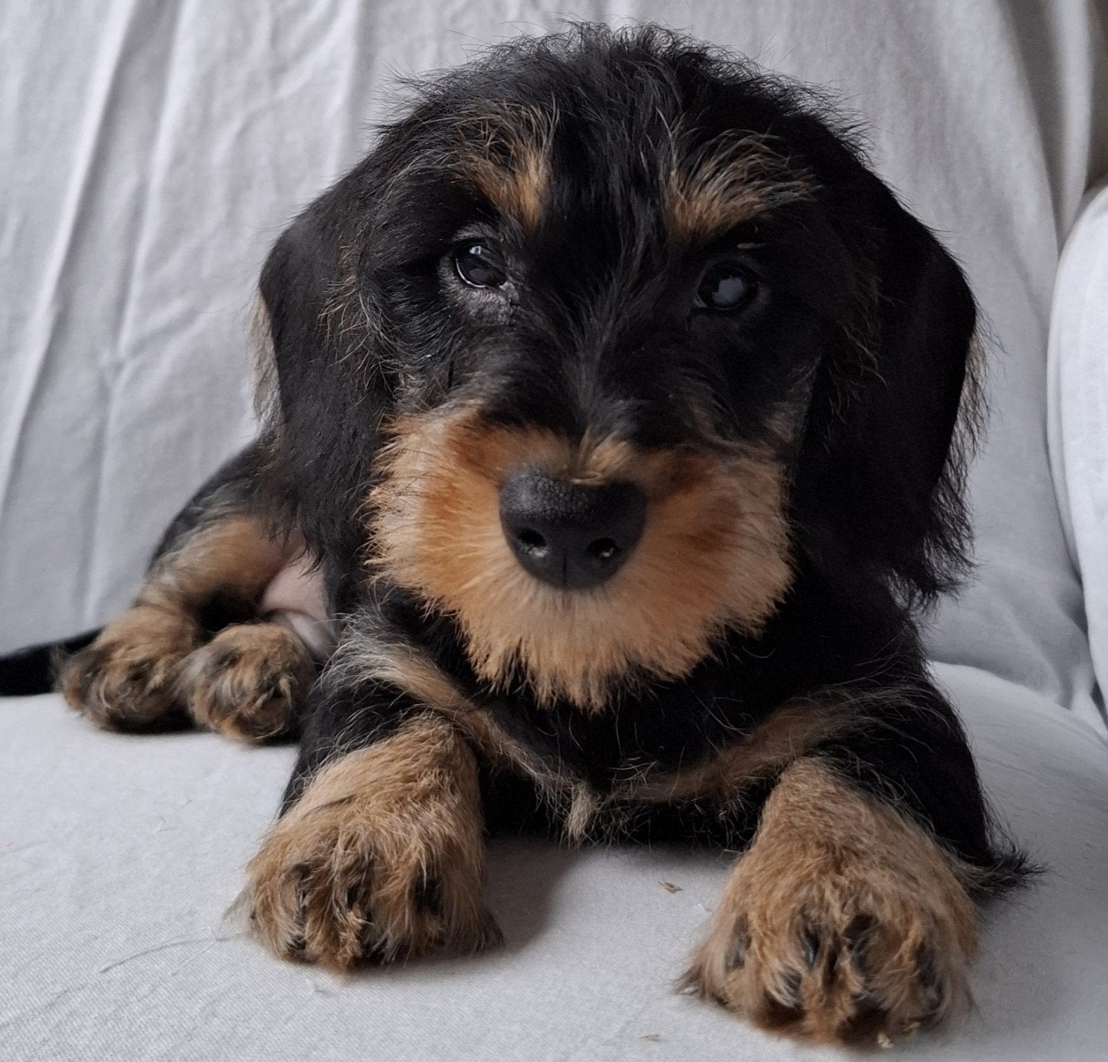 ruwharige dwergteckel pups, Dieren en Toebehoren, CDV (hondenziekte), 8 tot 15 weken, Dwerg, Meerdere