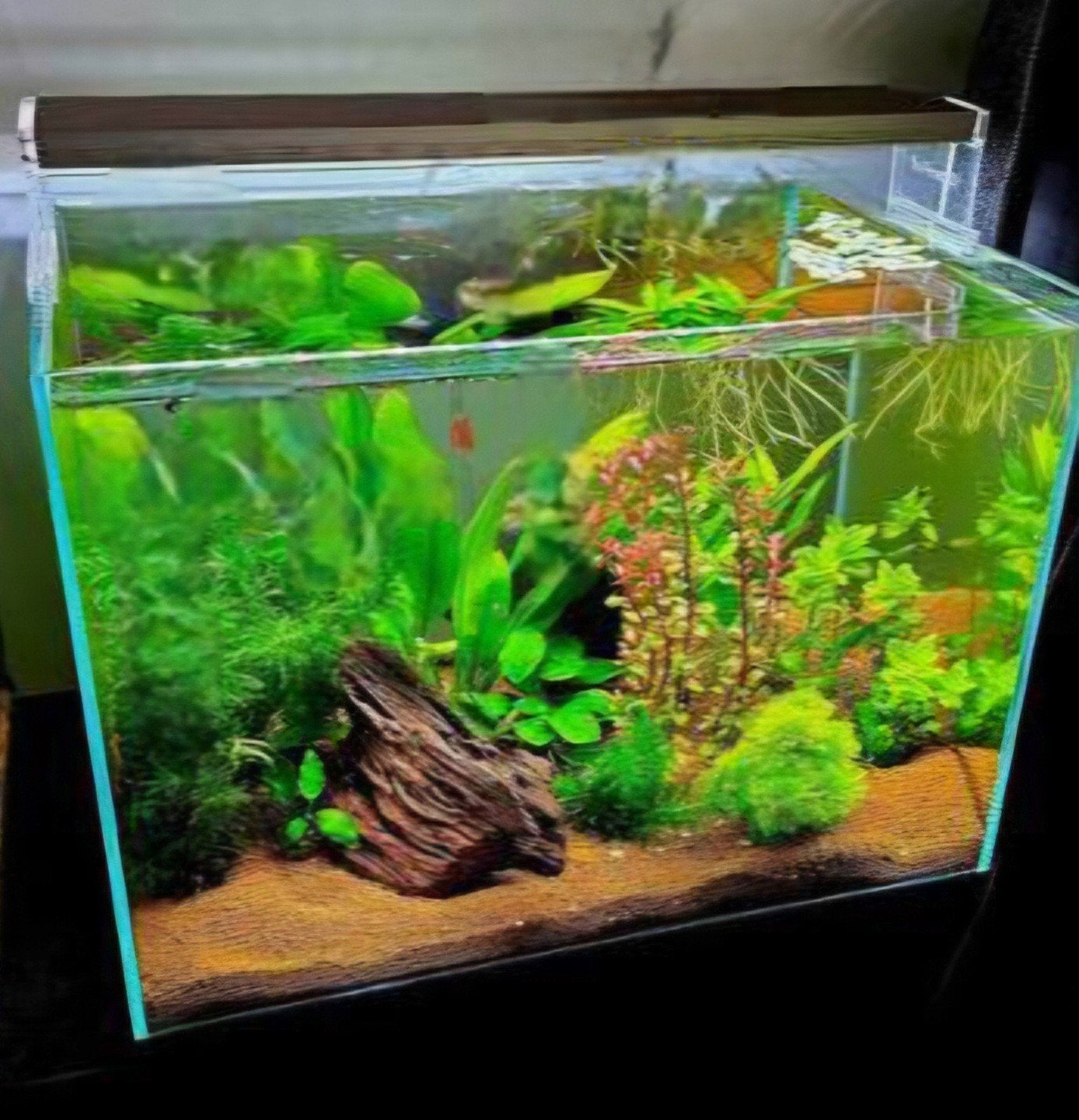 Superfish Aquarium, Ophalen, Leeg aquarium