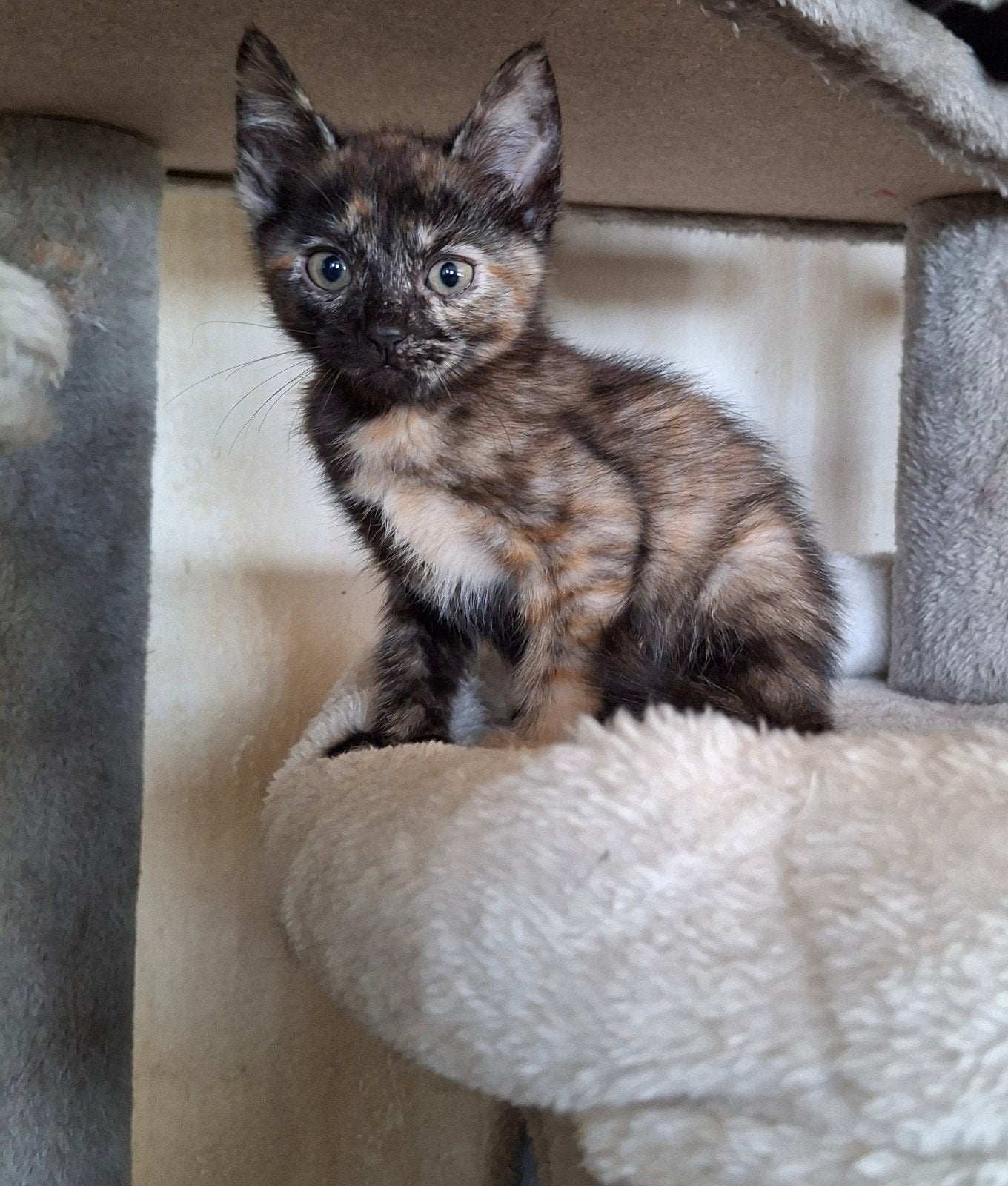 6 kittens aangeboden, Dieren en Toebehoren, Meerdere dieren, Kortharig, 0 tot 2 jaar