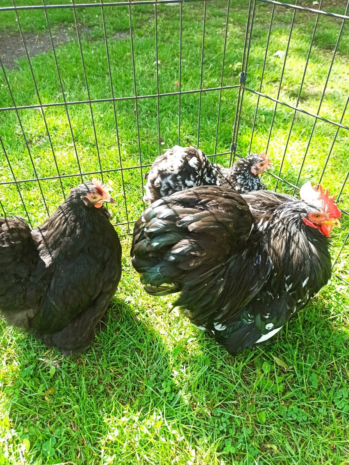 Trio Cochin kriel en broedeieren, Dieren en Toebehoren, Pluimvee, Meerdere dieren, Kip