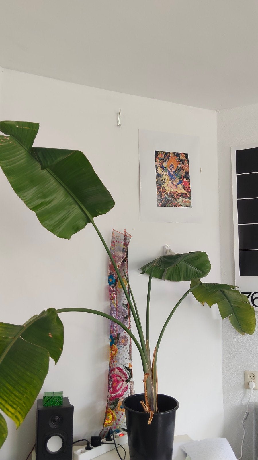 Paradise/ paradijsvogel plant | Strelitzia 1.5m, Ophalen, In pot, 150 tot 200 cm, Groenteplant