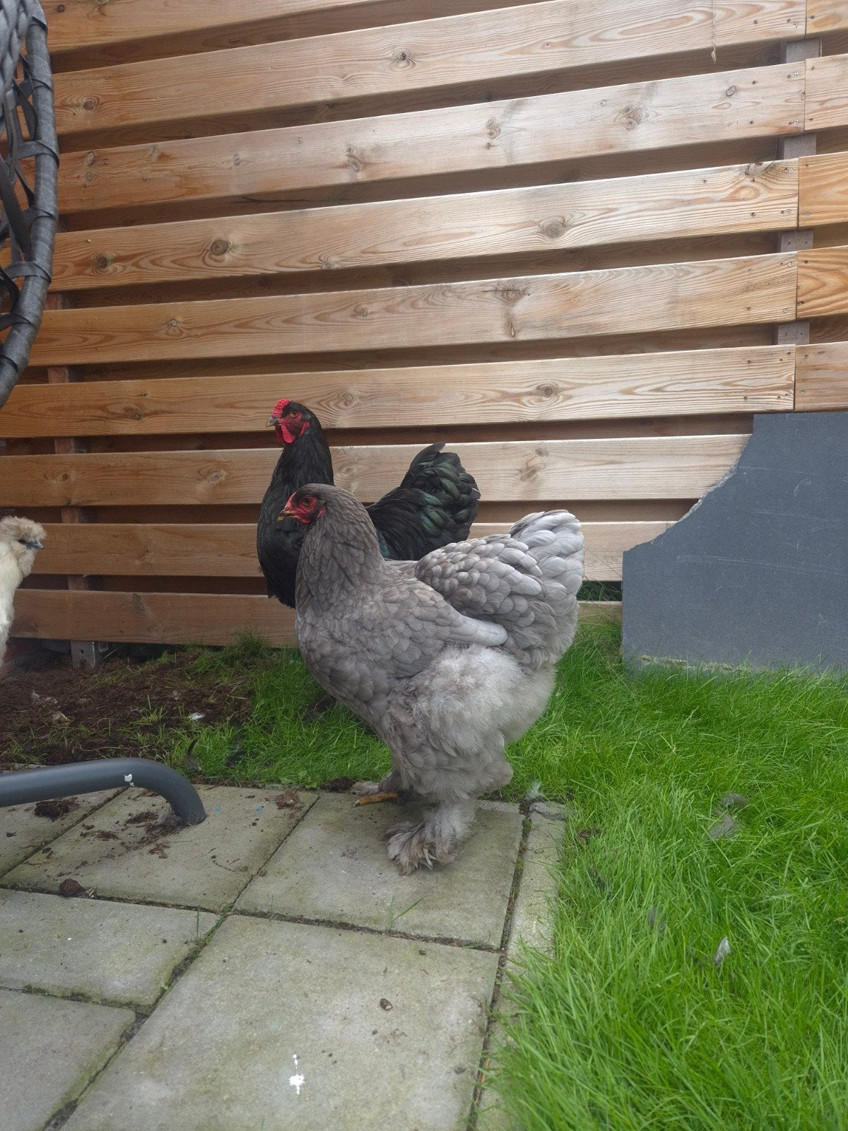 bramha koppel te koop, Meerdere dieren, Kip