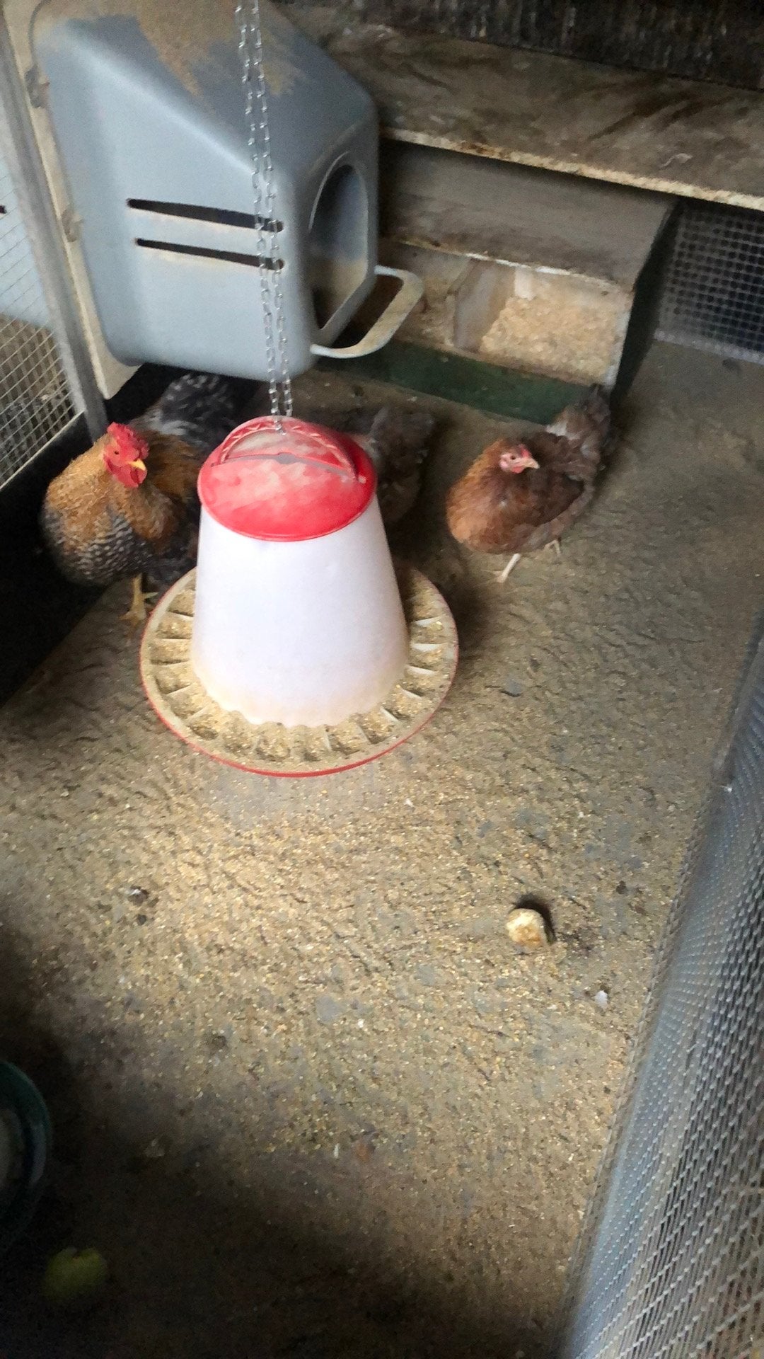 Bielefelderkriel 2 hanen 3 henen, Dieren en Toebehoren, Meerdere dieren, Kip