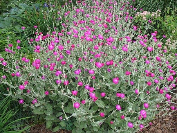 5 verschillende vaste planten die rood en roze bloeien, Tuin en Terras, Ophalen of Verzenden, Vaste plant, Overige soorten, Halfschaduw