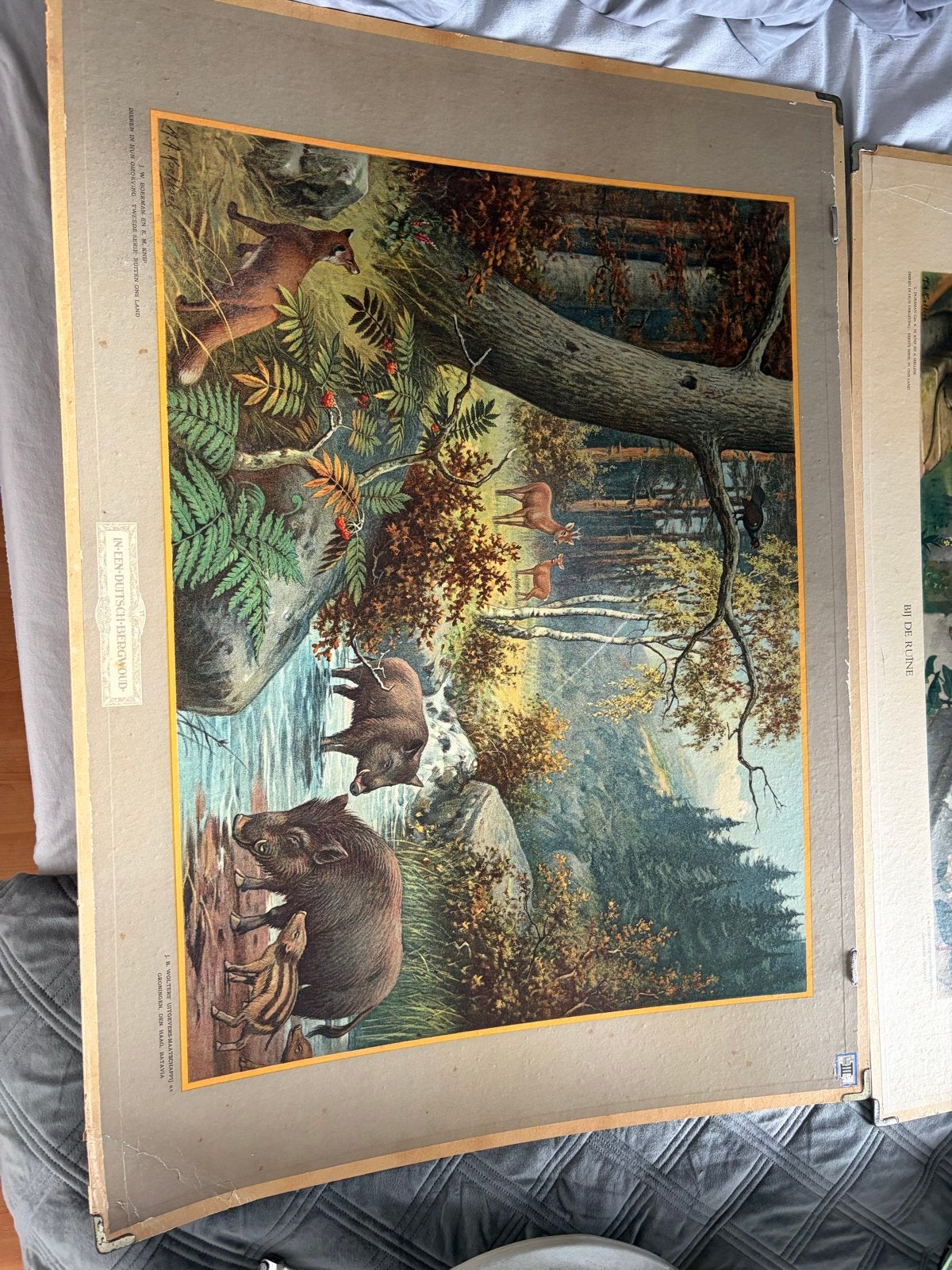 Oude schoolplaten: Natuur en Biologie, Antiek en Kunst, Ophalen, Natuur en Biologie