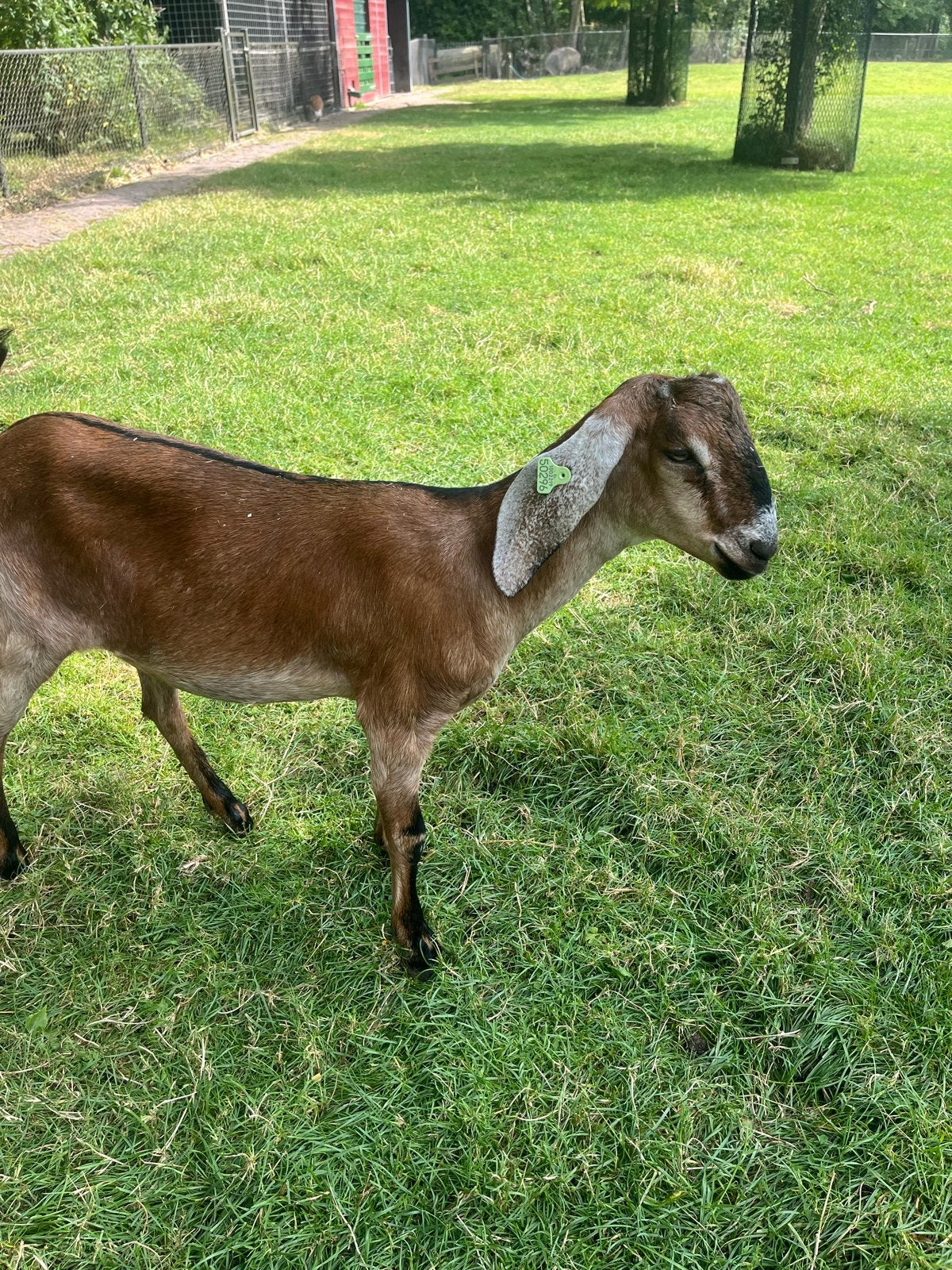 Nubische geit CAE/Cl vrij, Dieren en Toebehoren, Schapen, Geiten en Varkens, Vrouwelijk, Geit