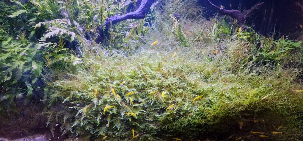 Citroen garnaal, Dieren en Toebehoren, Kreeft, Krab of Garnaal, Zoetwatervis, Schoolvis