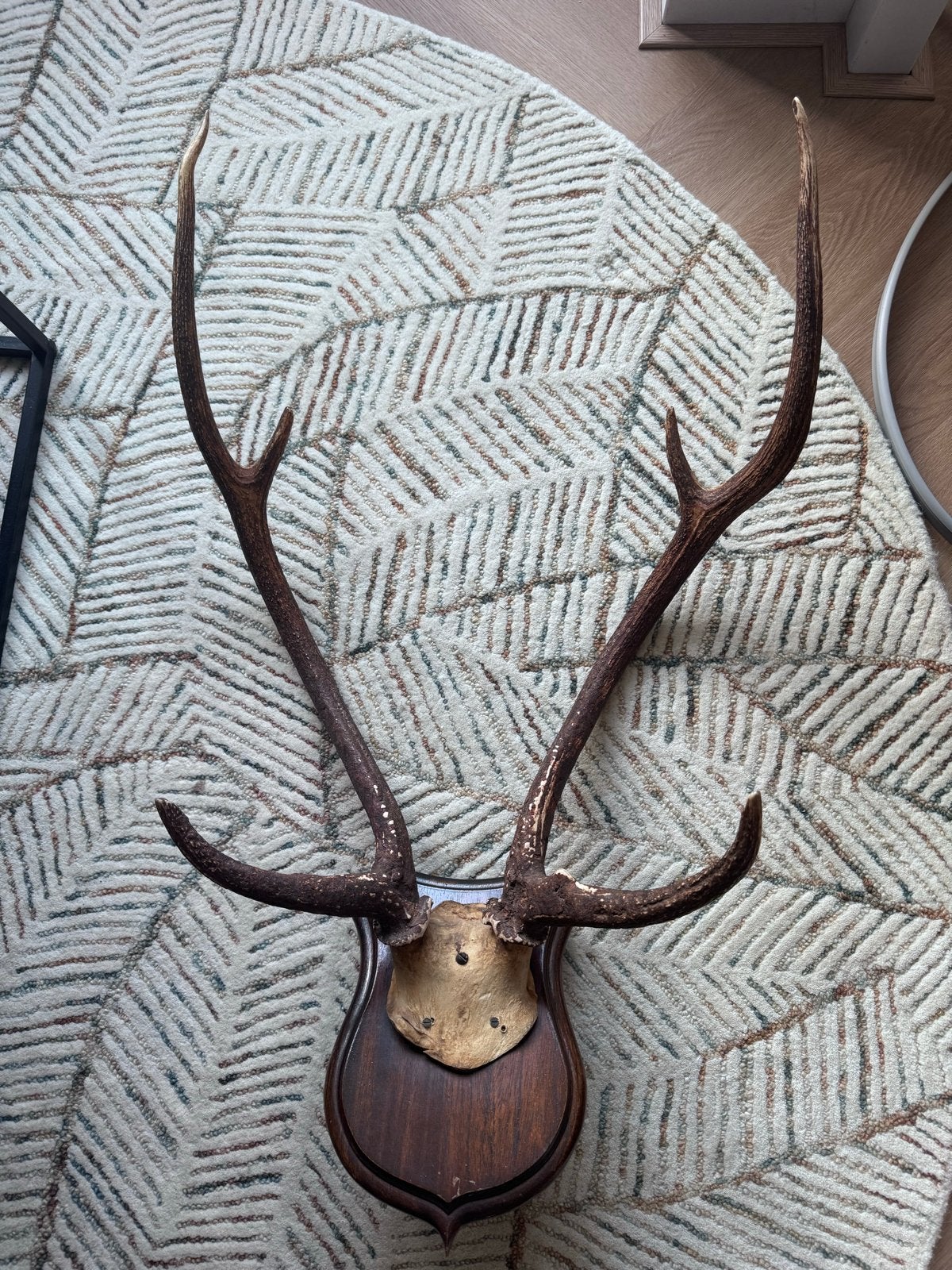Groot herten gewei op schild - Vintage wanddecoratie, Ophalen, Gebruikt, Landelijk, Natuurlijk materiaal