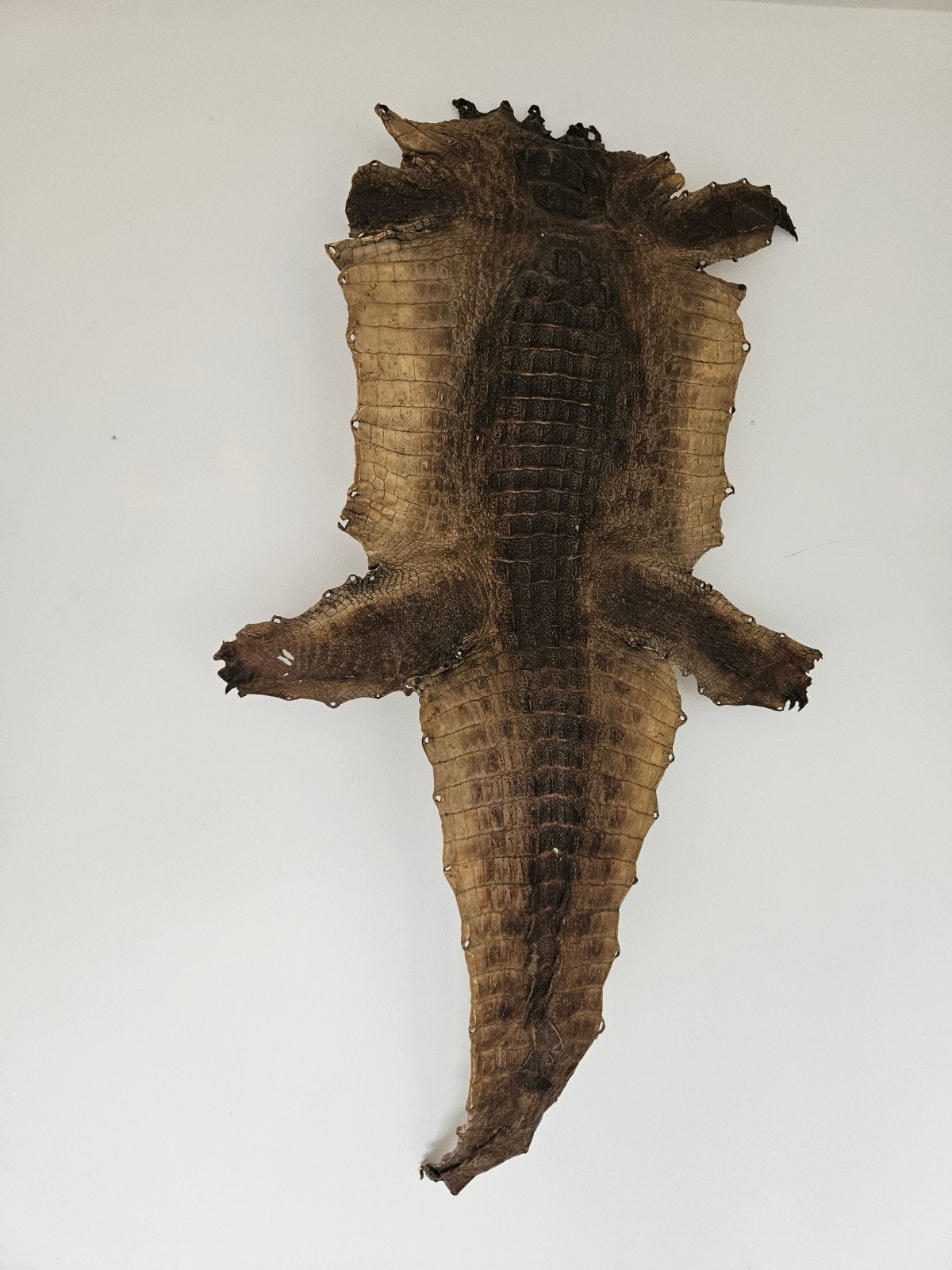 taxidermie krokodillenhuid, Dieren en Toebehoren, Ophalen of Verzenden