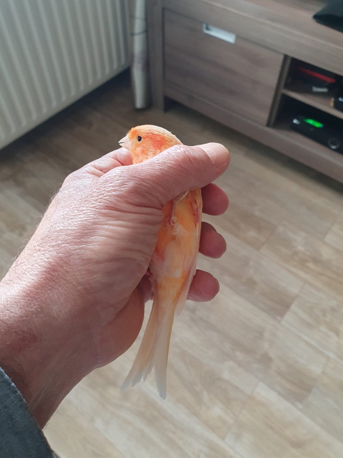 kanarie man met kooi, Dieren en Toebehoren