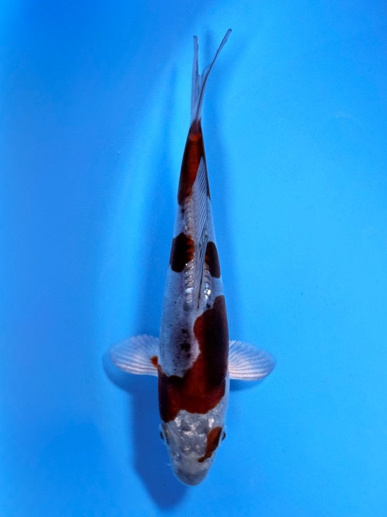 Kase VHQ Tateshita Mix | 15–18 cm | Doitsu Metallic Ochiba, Karper of Koi
