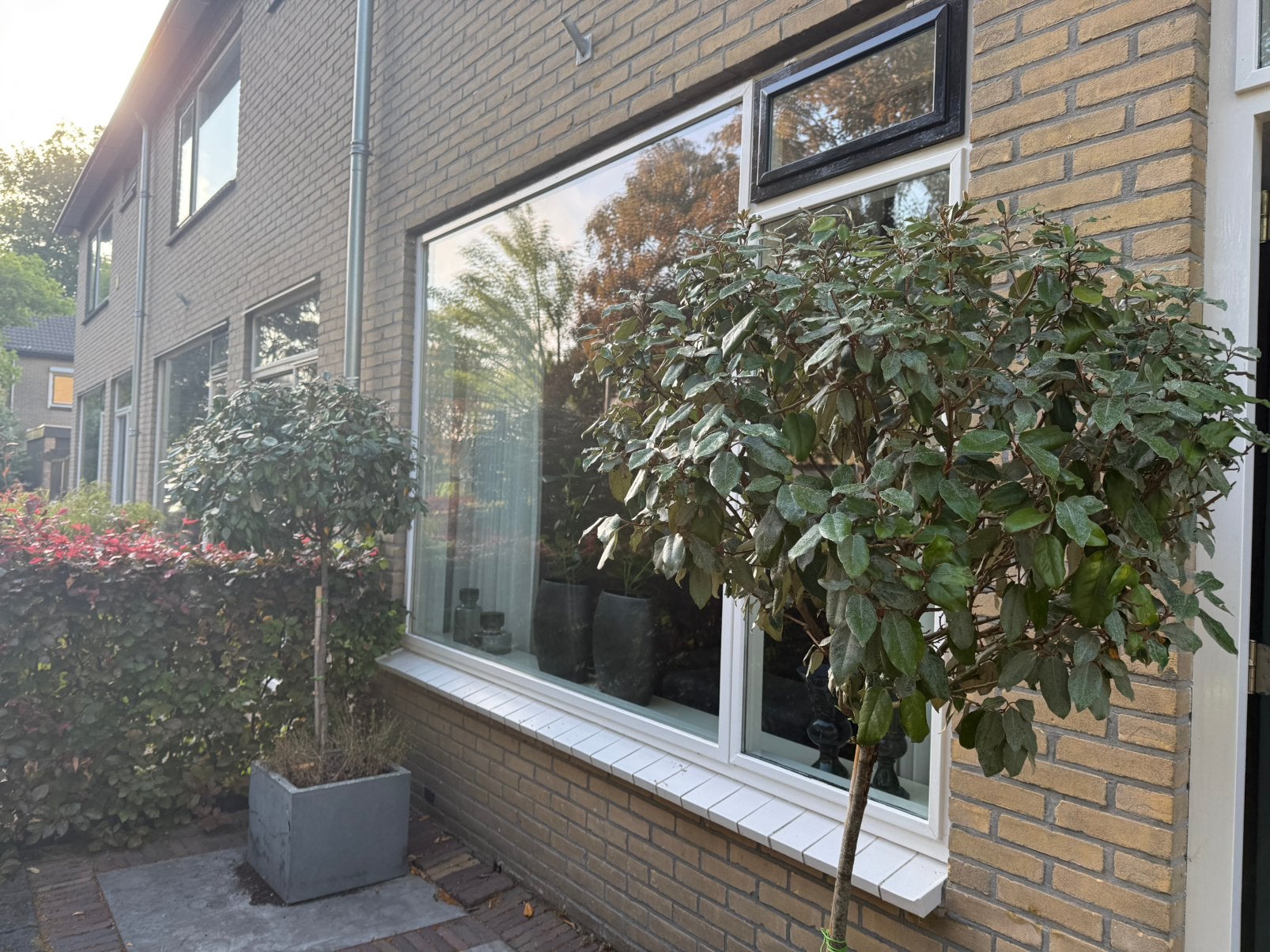 Olijfwilg 2 stuks, Tuin en Terras, Planten | Bomen, Ophalen, Volle zon, Overige soorten, 100 tot 250 cm