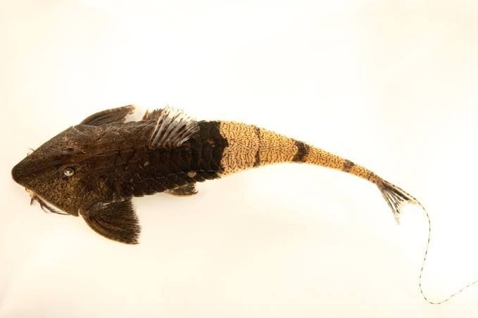Chameleon whiptail adult ruilen voor datnoid kan ook, Vis