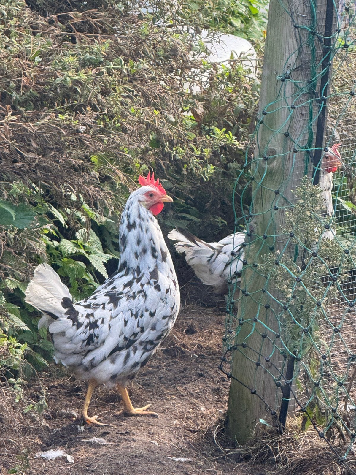 Kippen - 9 Leghorn hennen, Dieren en Toebehoren, Vrouwelijk, Kip