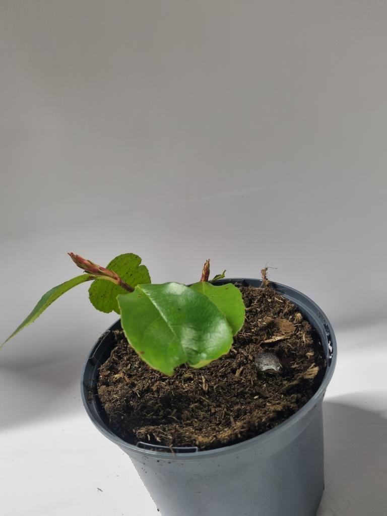 Photinia te koop, Ophalen, Overige soorten, Haag, Minder dan 100 cm