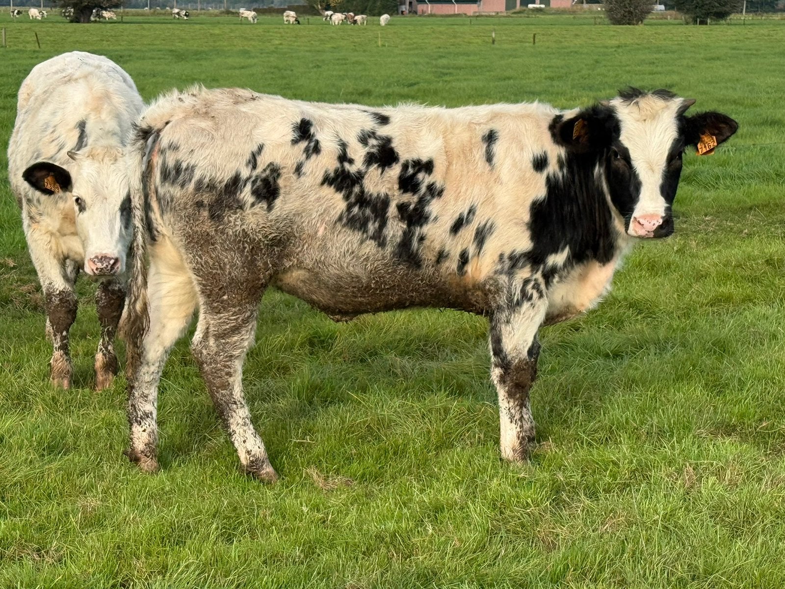 5 blauwe pinken te koop, Dieren en Toebehoren, Vrouwelijk