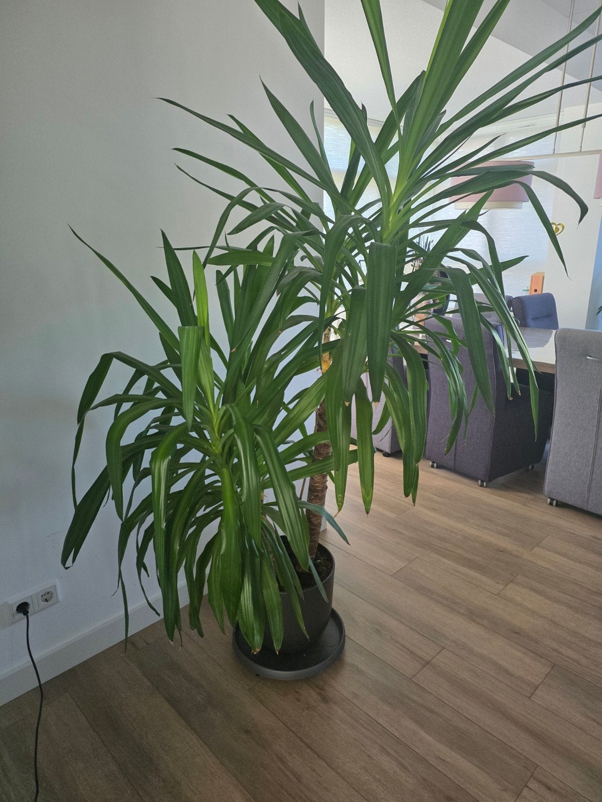 Grote Yucca plant (170-180 cm) ter overname, Huis en Inrichting, Kamerplanten, Ophalen, Yucca, 150 tot 200 cm, Volle zon