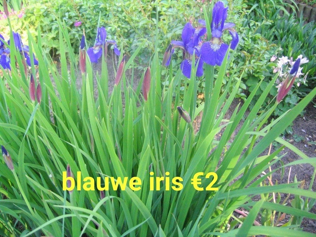 iris, Ophalen of Verzenden, Overige soorten, Volle zon