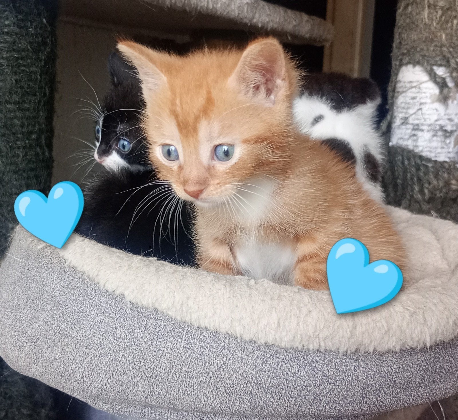 supper lieve aanhankelijke kittens, Meerdere dieren