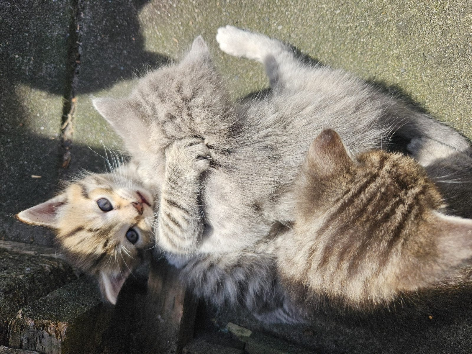 2 prachtige ragdoll kruising kittens te koop, Poes, Kortharig, 0 tot 2 jaar