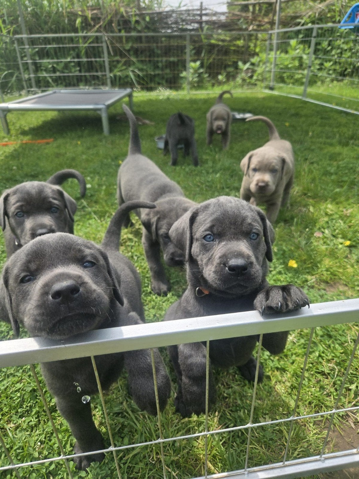 Prachtige Labrador Charcoal pups, Overige rassen, 8 tot 15 weken, Meerdere, Meerdere dieren