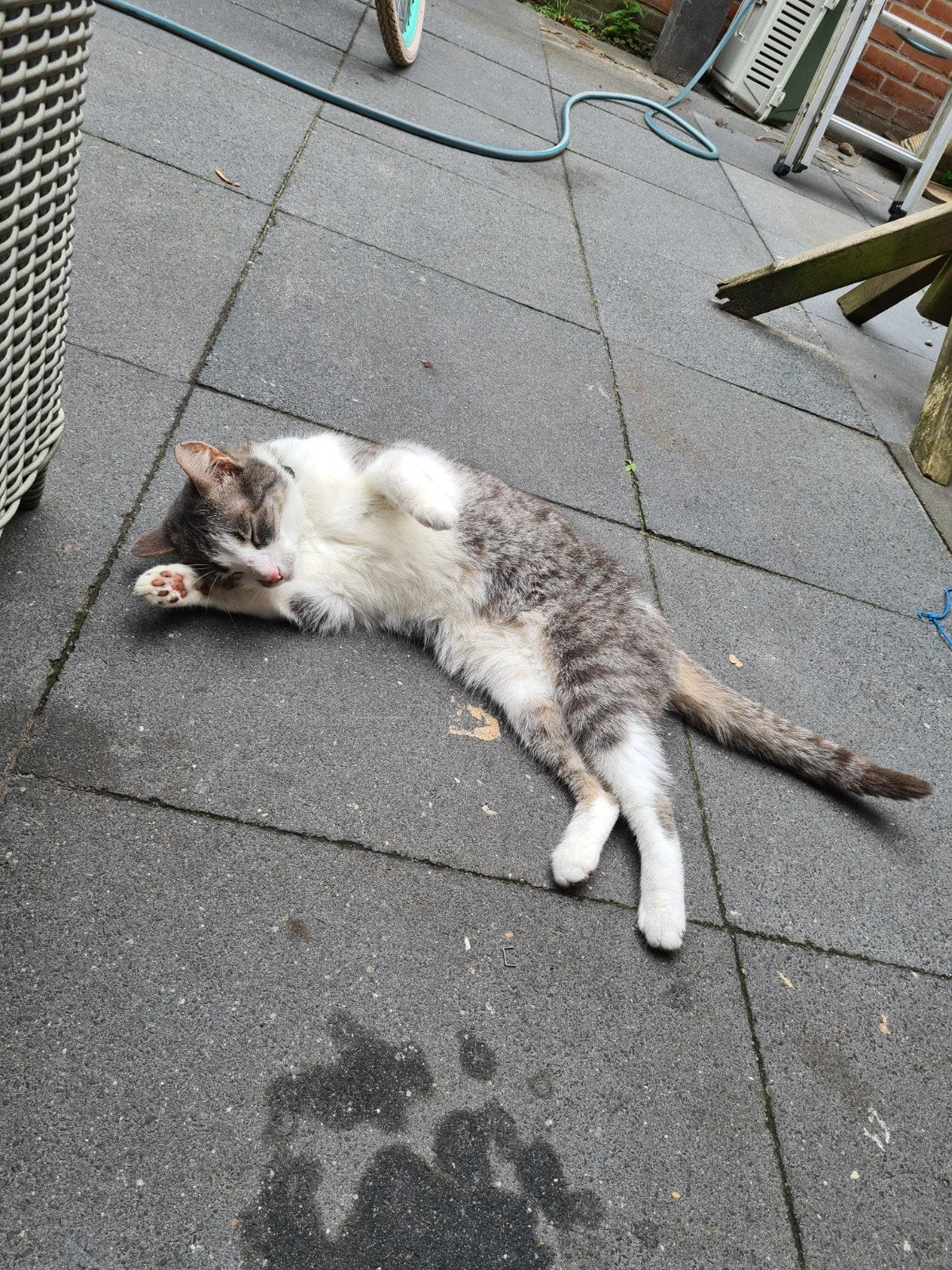 Gezocht een goed huisje, Dieren en Toebehoren, Katten en Kittens | Overige Katten, Poes