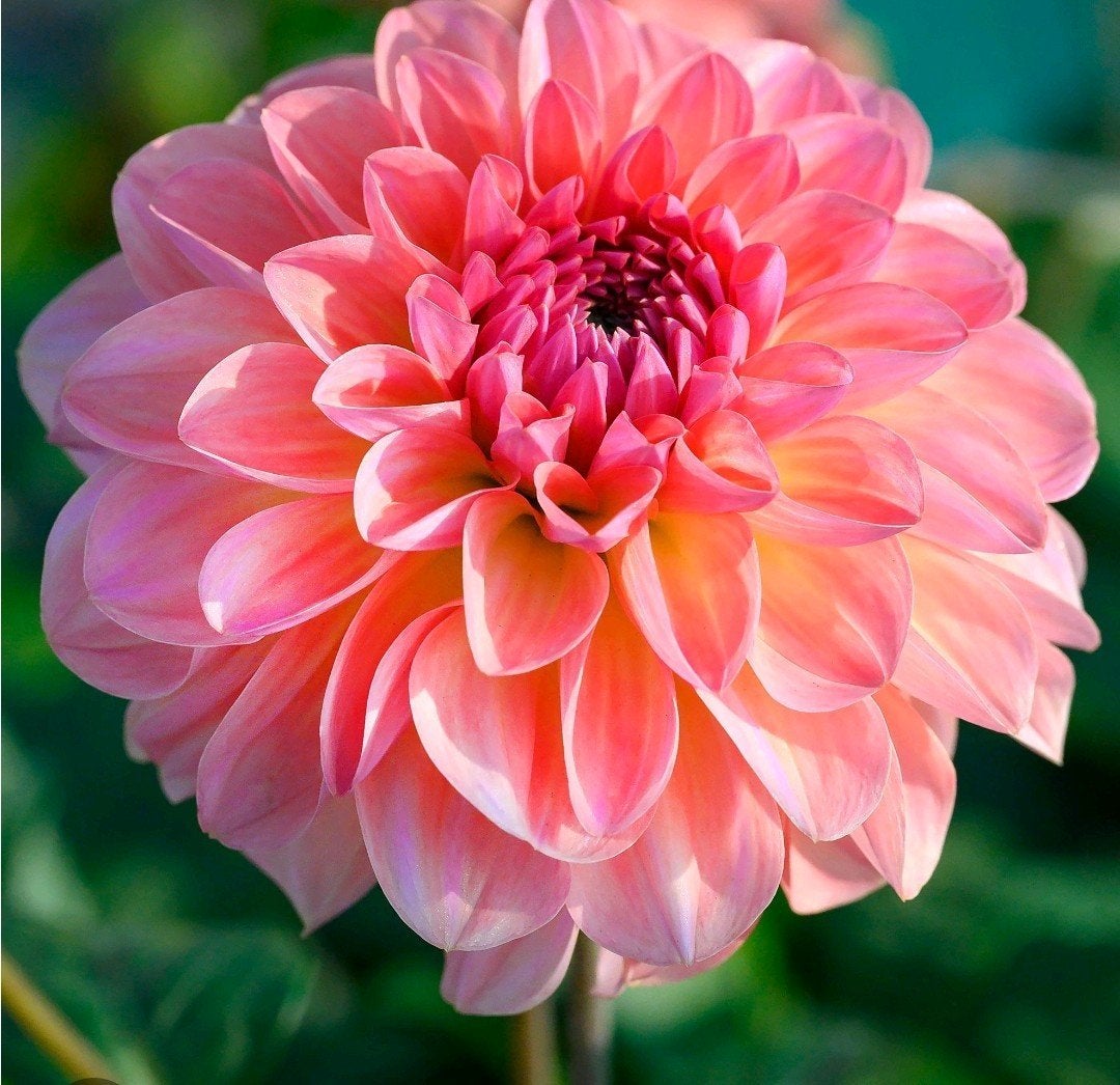 Dahlia Sebastian tuinplant, Tuin en Terras, Bloembollen en Zaden, Ophalen, Volle zon, Knol