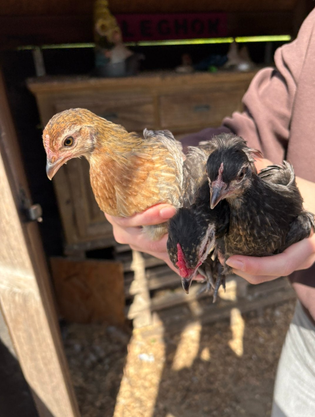 Trio krielkippen zwart/grijs, Meerdere dieren, Kip
