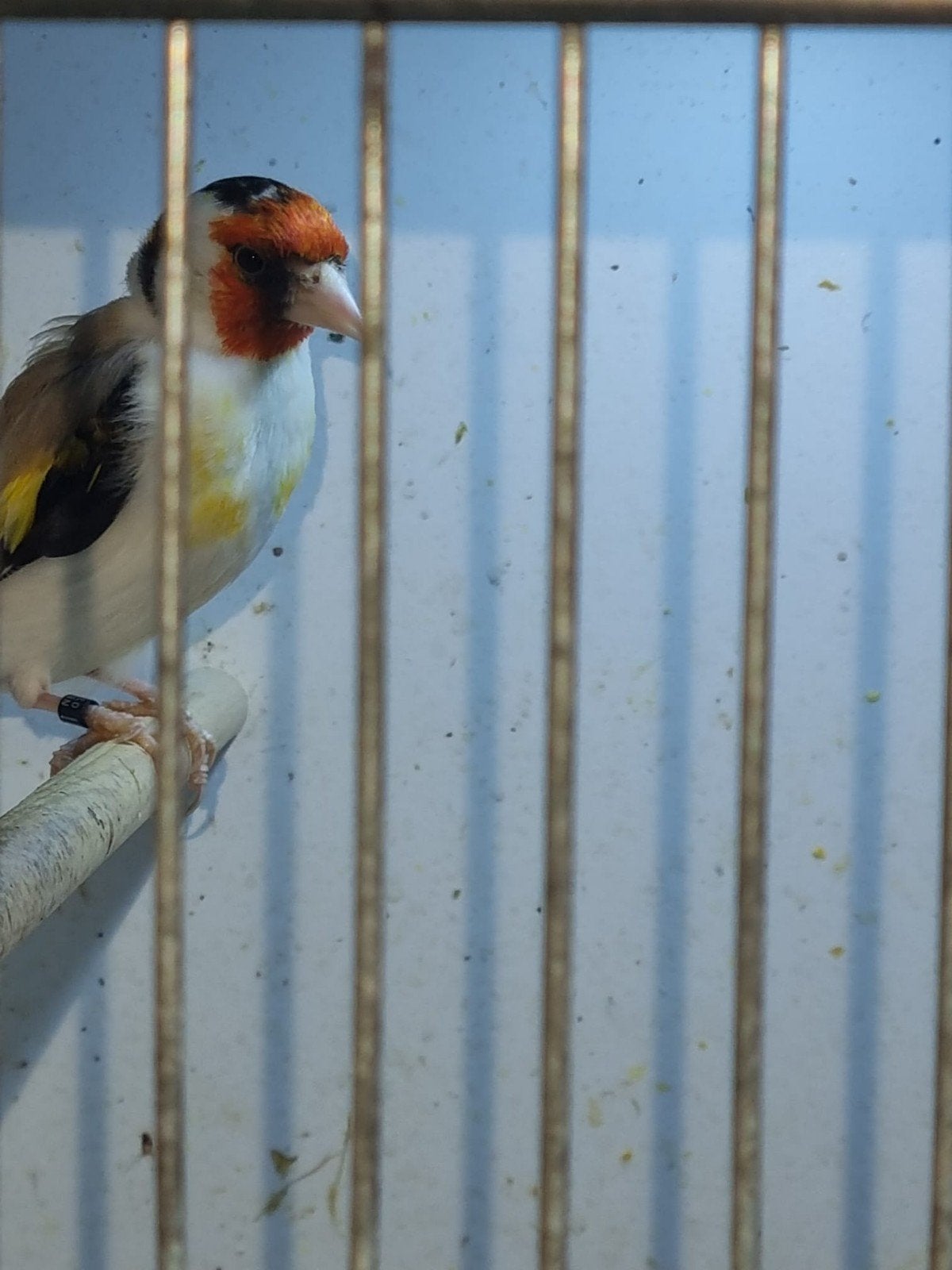 Agaat putters koppel, Dieren en Toebehoren, Vogels | Overige Vogels, Meerdere dieren, Wildzangvogel