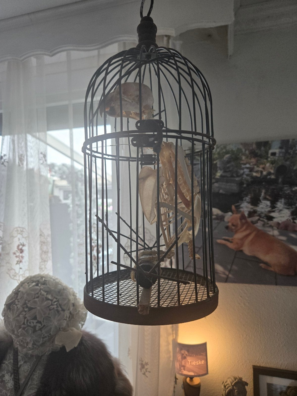 Skelet grijze roodstaart, Ophalen of Verzenden, Zo goed als nieuw, Metaal, Vogelkooi