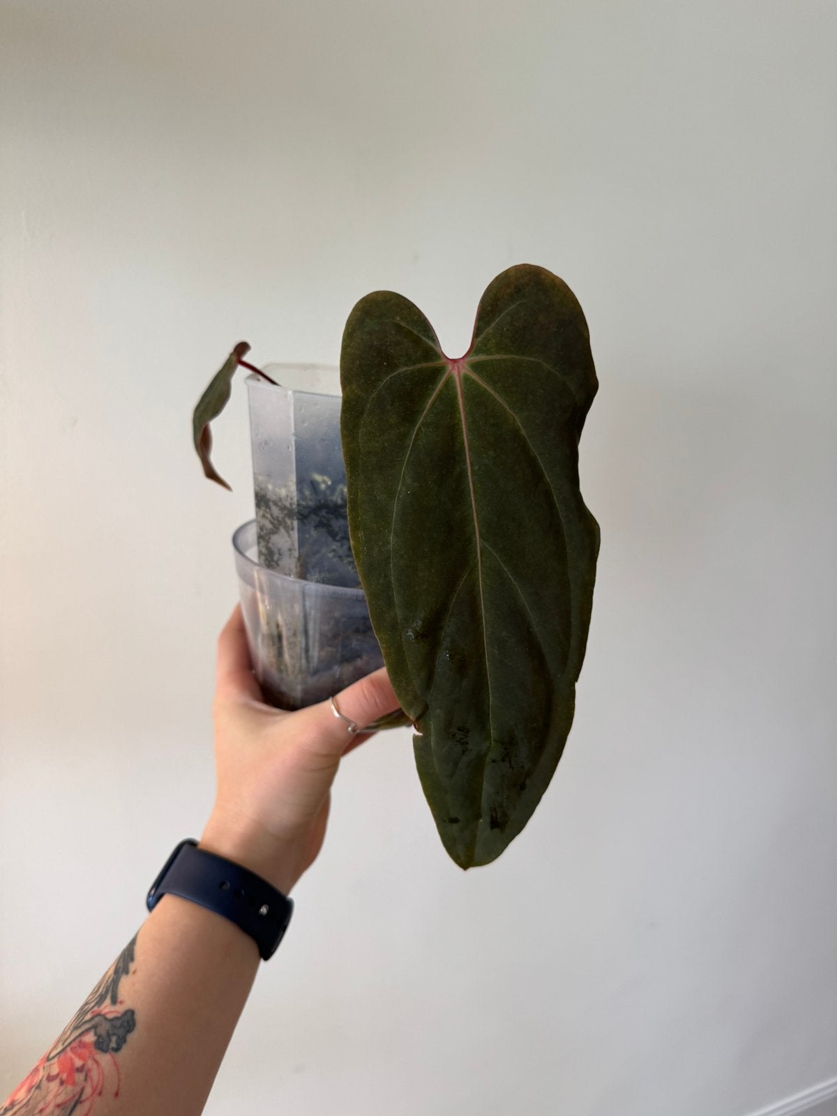 Anthurium Blue Papillilaminum x X-One, Ophalen, Halfschaduw, Minder dan 100 cm