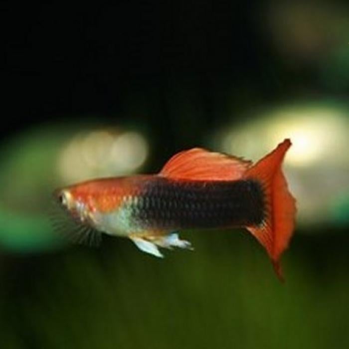 Lebistes reticulatus, Vis