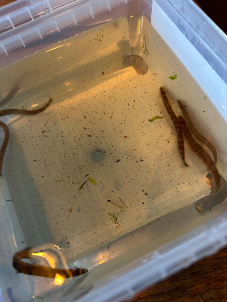 Kuhlii’s te koop, Dieren en Toebehoren, Vissen | Aquariumvissen, Overige typen, Zoetwatervis