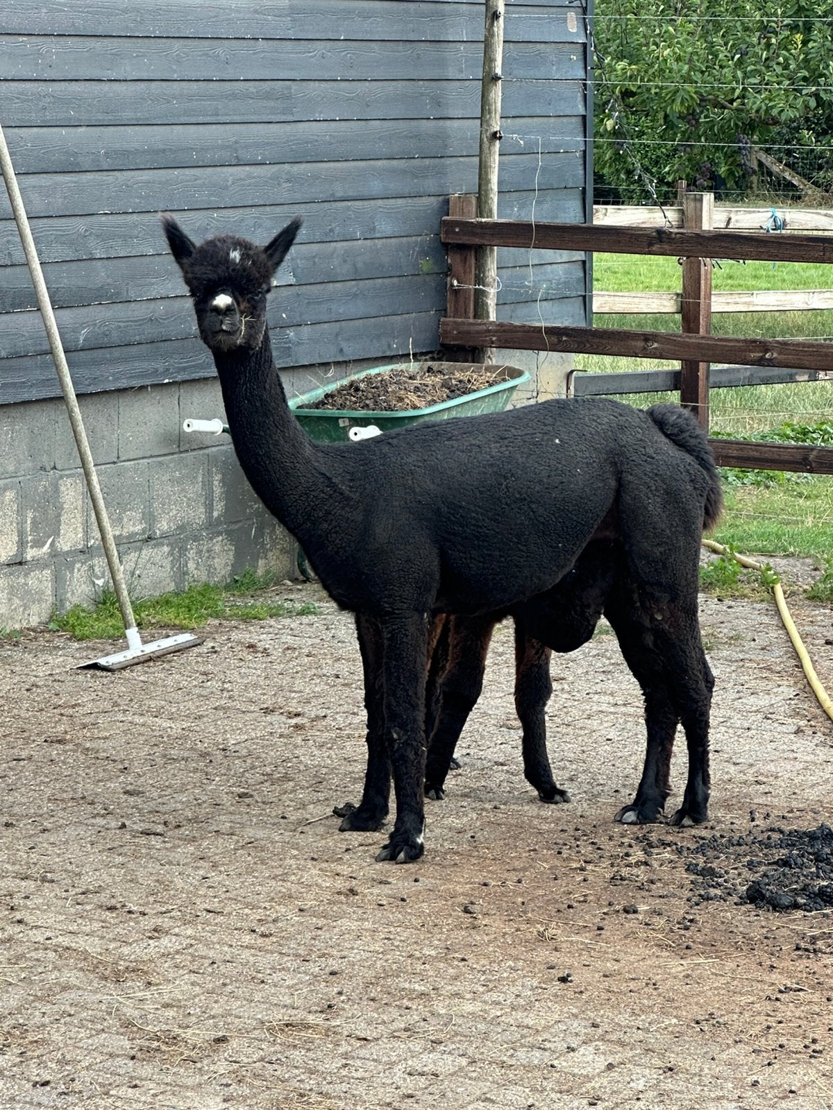 Zwarte alpaca merrie VHA Parel met hengst veulen VHA Zorro, Mei, Vrouwelijk